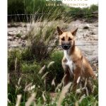 University of Virginia Press Nature Literary Criticism eBook-0